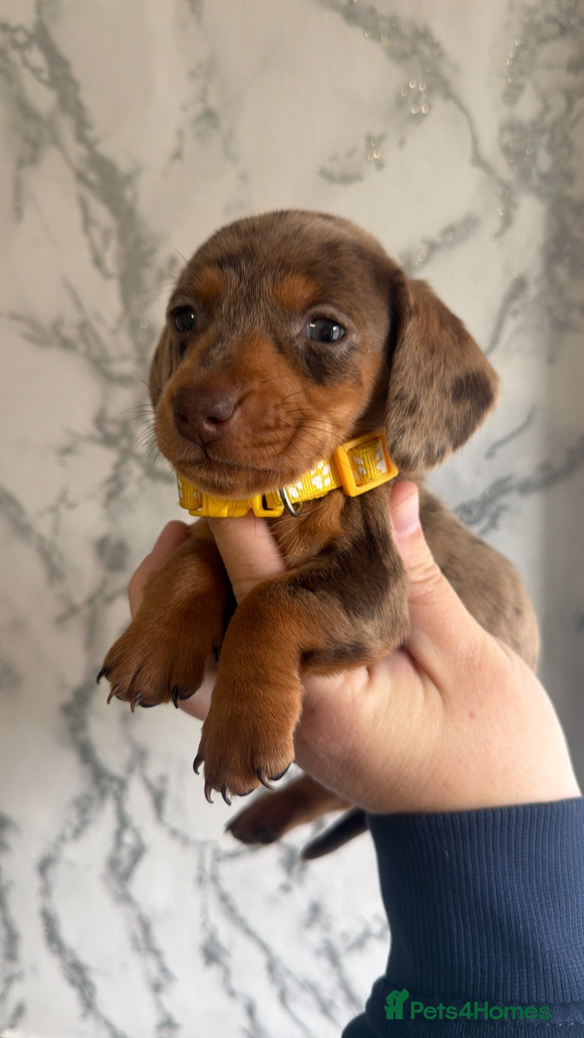 Miniature Dachshund dogs Beautiful dachshunds !   - Advert 14