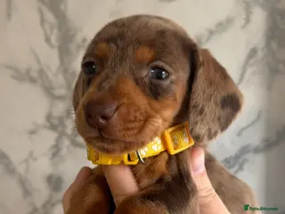 Miniature Dachshund dogs Beautiful dachshunds ! - Advert 14