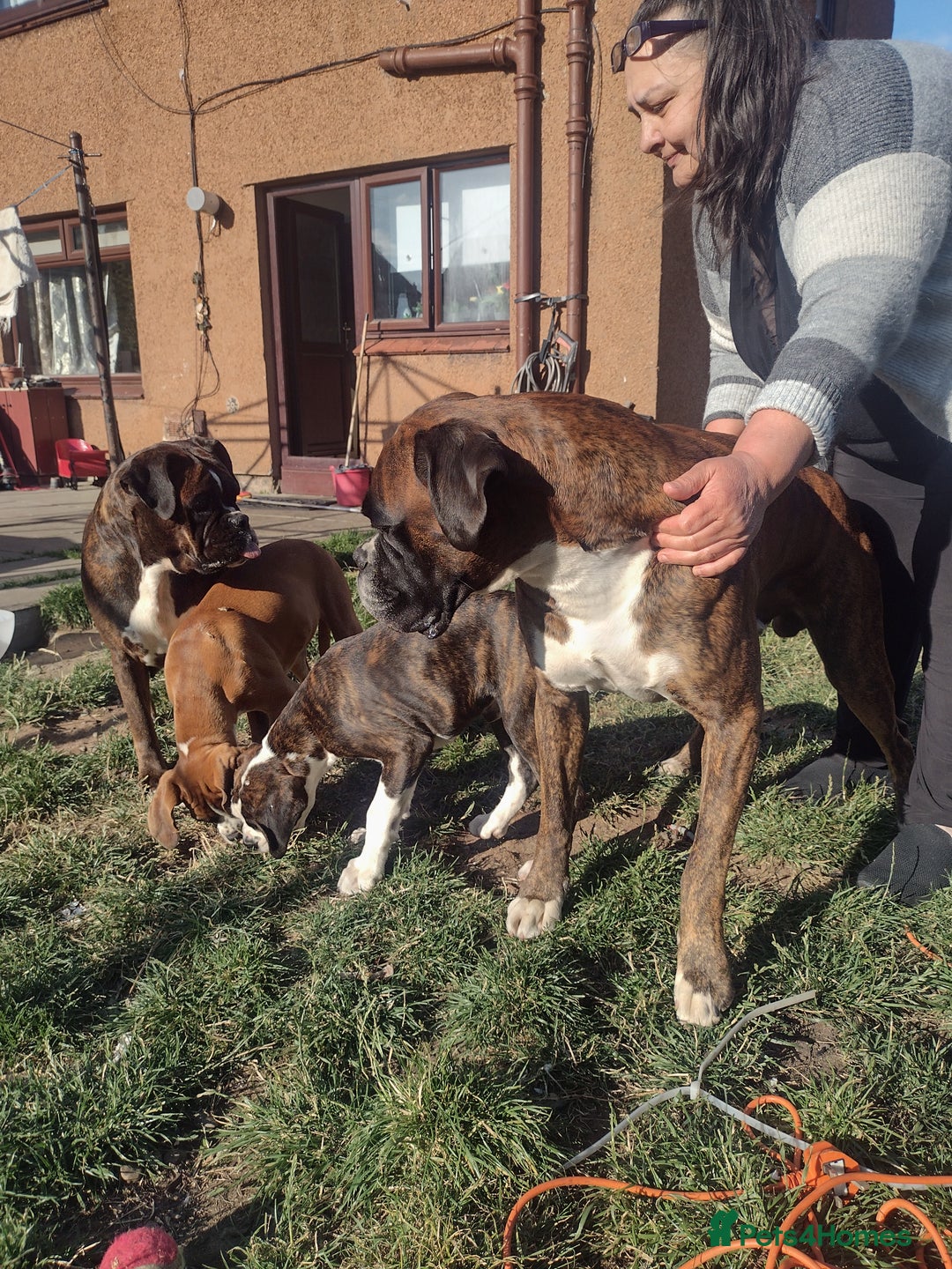 Boxer dogs for sale: 1 boy and 1 girl boxer available - Image 1