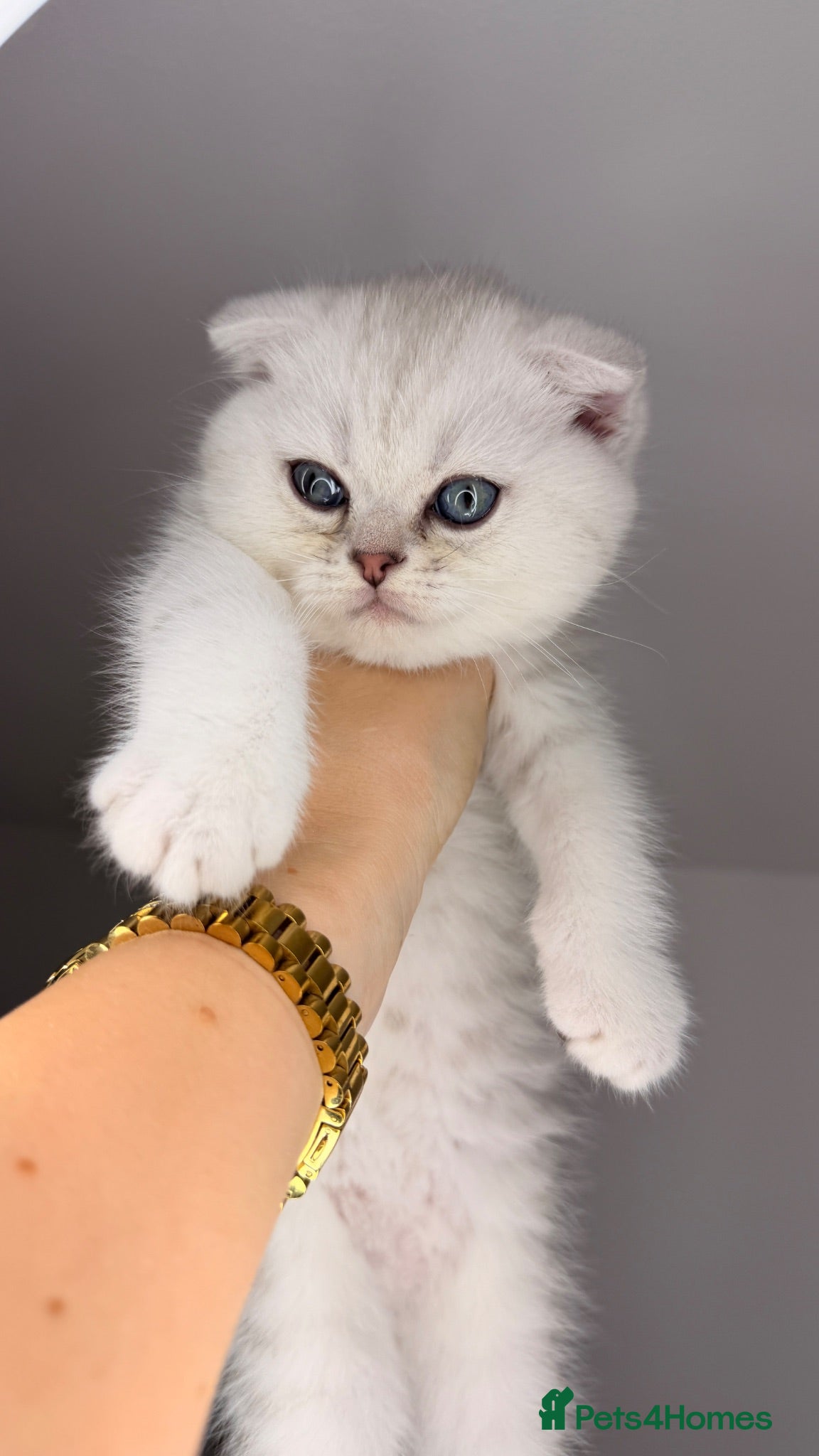Scottish Fold cats Scottish Fold male  - Advert 1