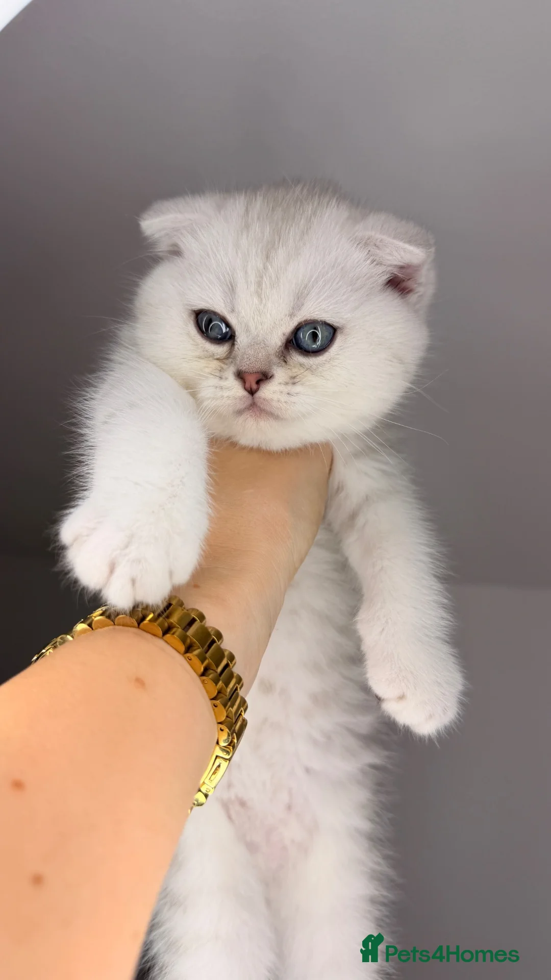 Scottish Fold cats for sale: Scottish Fold male  - Advert 1