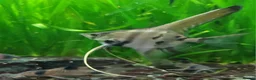 Angelfish fish for sale: Rare high wide fin stripes Angels - Advert 11