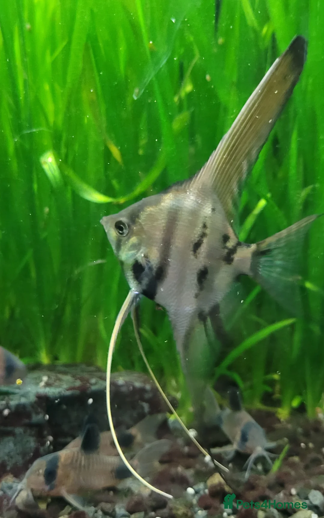 Angelfish fish for sale: Rare high wide fin stripes Angels - Advert 11