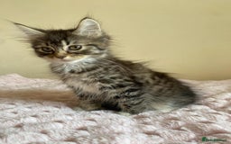 Maine Coon cats for sale: Maine Coon Cross Female Kitten  - Image 10