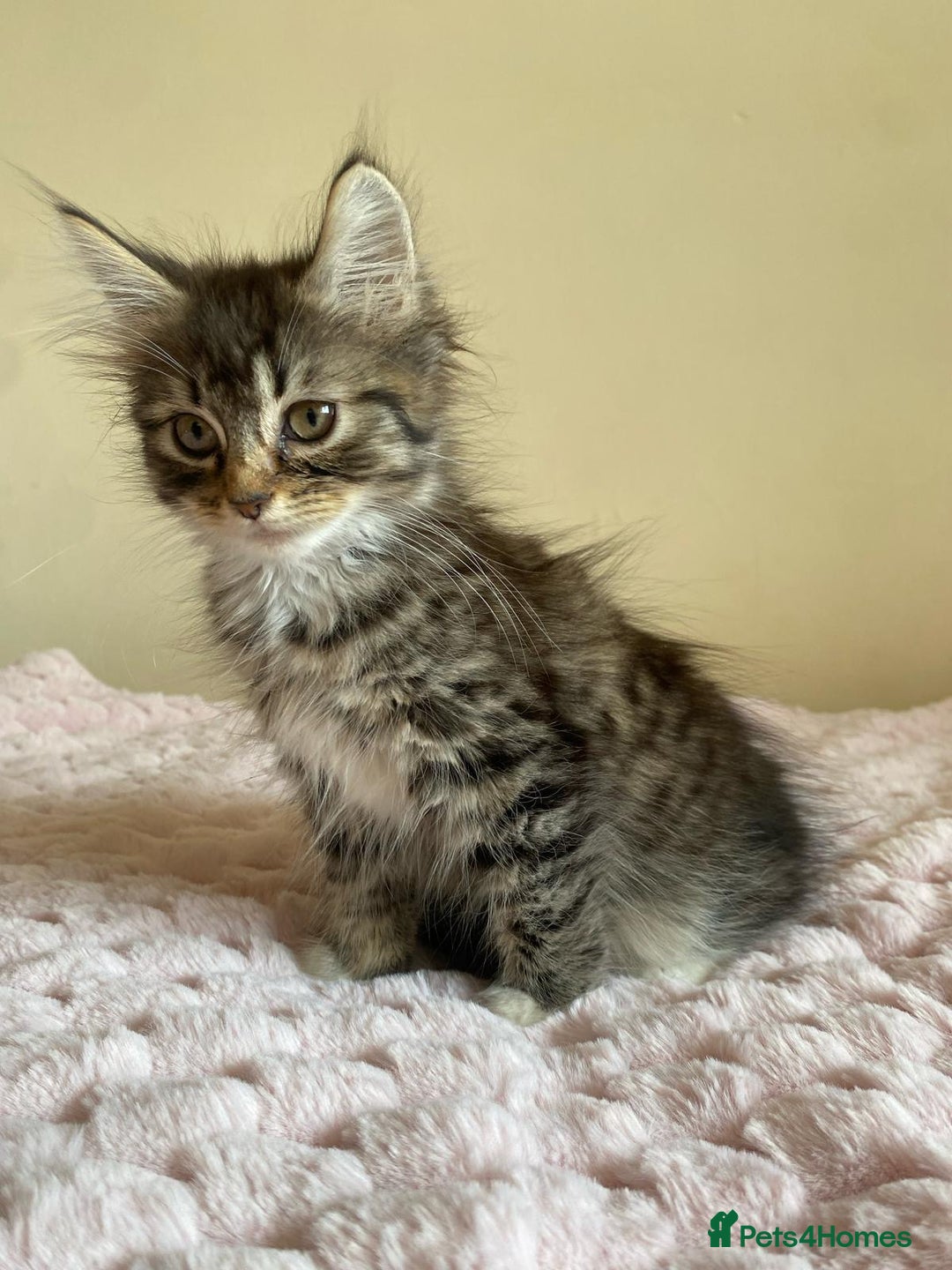 Maine Coon cats for sale: Maine Coon Cross Female Kitten  - Image 10