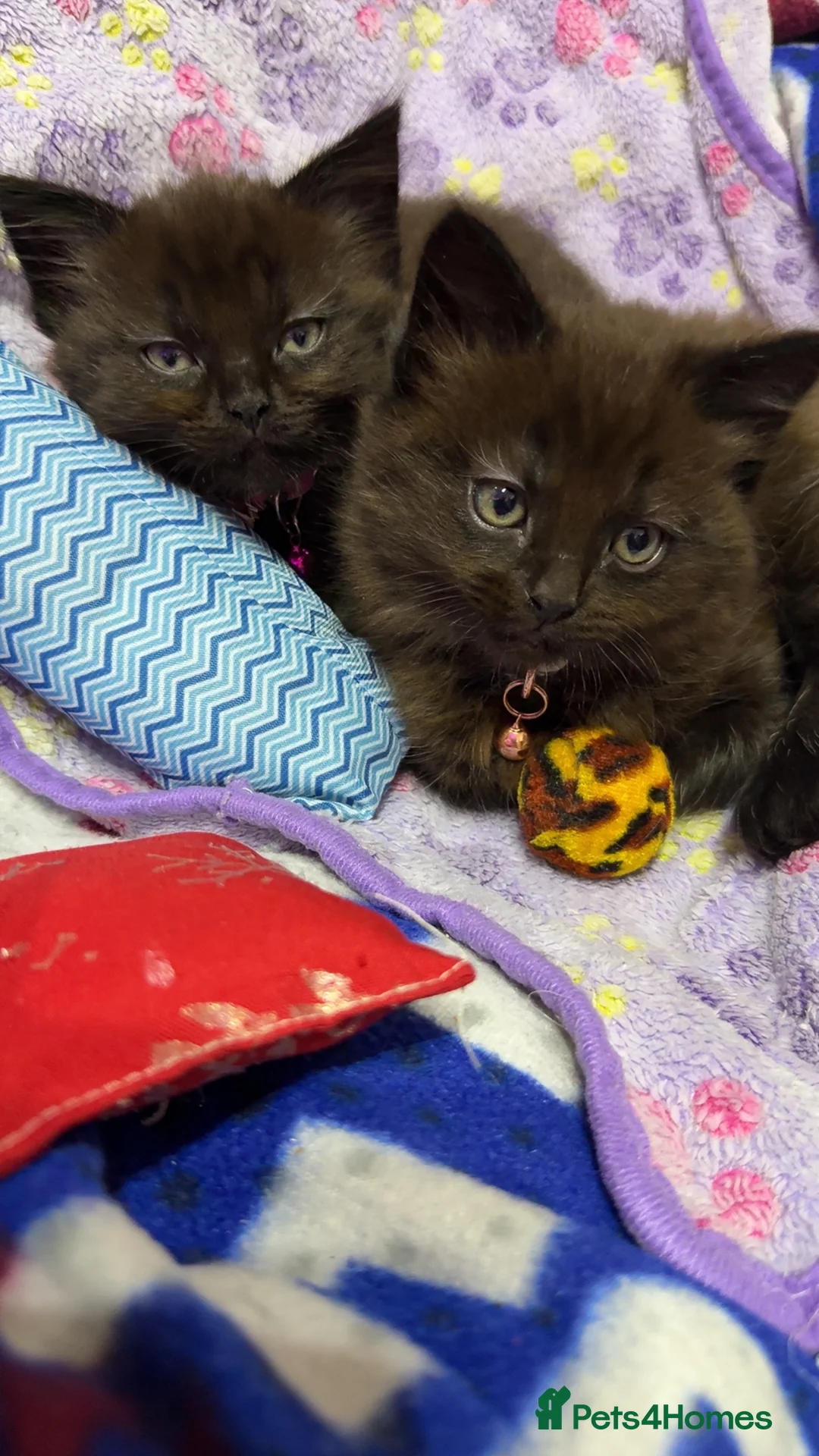 Mixed Breed cats for sale: Female kitten. - Advert 3