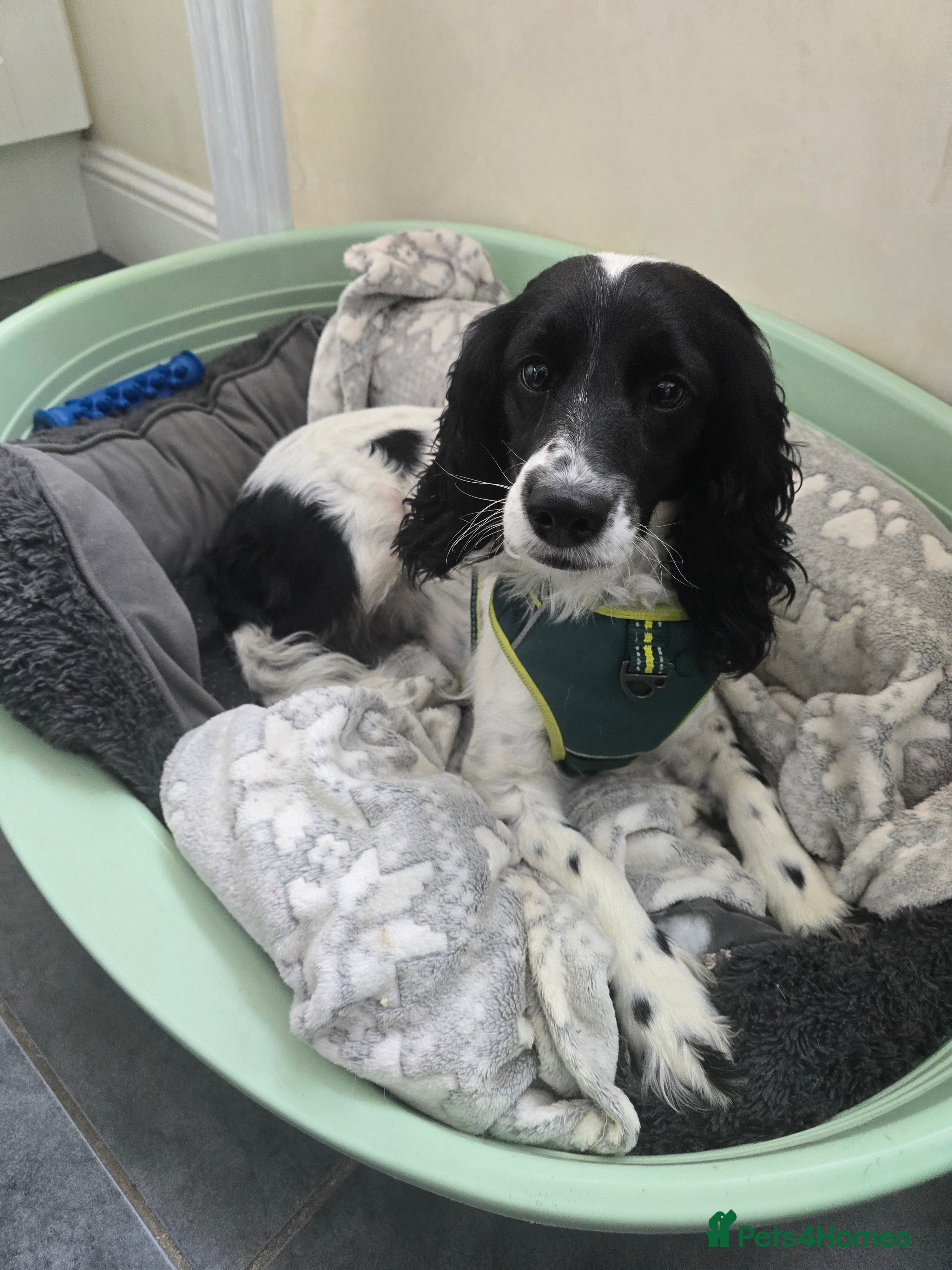 Cockapoo dogs Cockapoo dog -READY NOW! - Advert 1