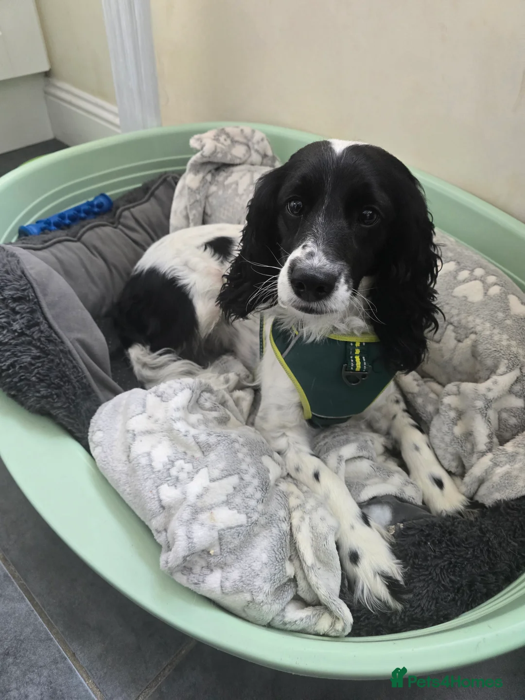 Cockapoo dogs for sale: Cockapoo dog -READY NOW! - Advert 1