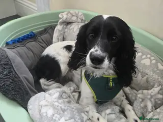 Cockapoo dogs Cockapoo dog -READY NOW! - Advert 1