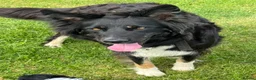 Border Collie dogs for sale: Border Collie Puppy’s litter of 6 gorgeous pups.  - Advert 18