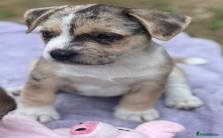 Mixed Breed dogs - Advert 2