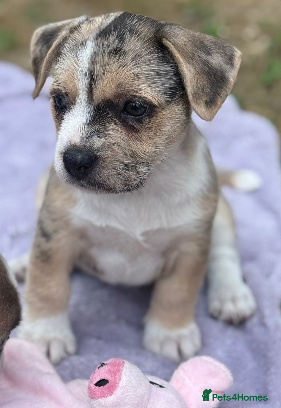 Adoption Jack Rat Terrier Puppies For Sale Terrier Mix Jack