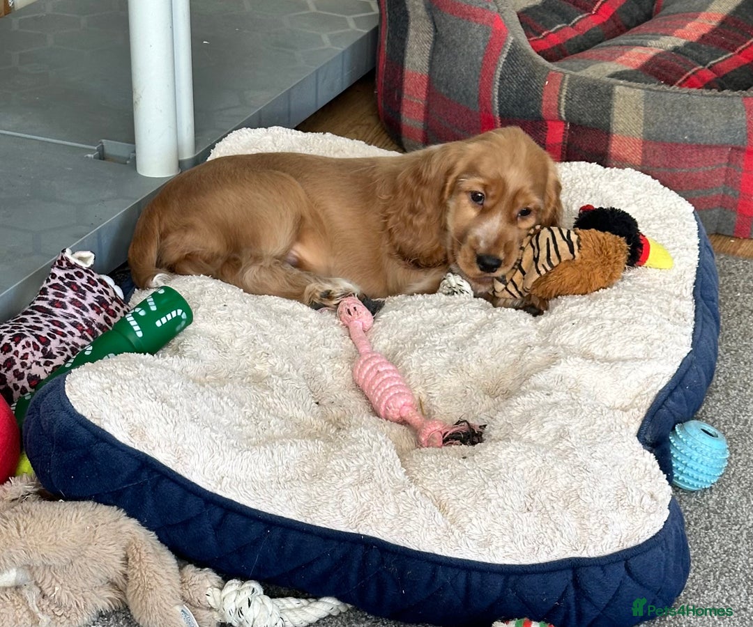 Cocker Spaniel dogs for sale: Beautiful show type boys only - Advert 2