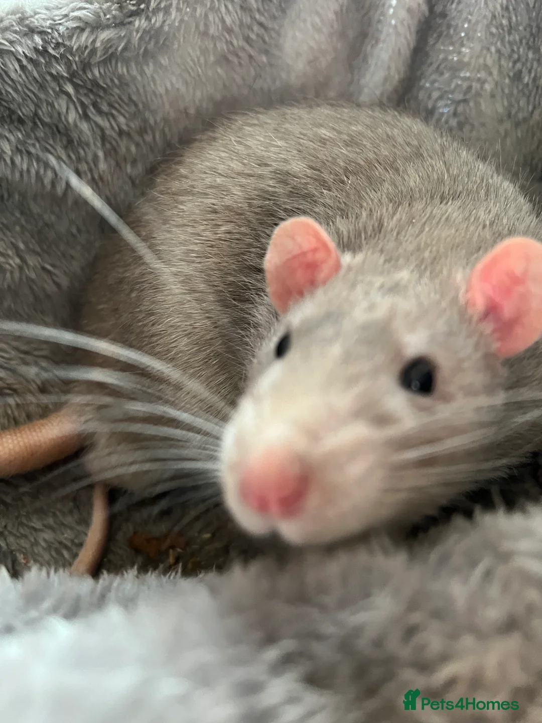 Rat rodents for sale: 4 Male rats + Cage (negotiable price)  - Advert 3