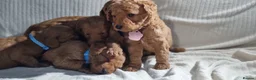 Labradoodle dogs for sale: Labradoodle Fox Red ❤️ Health Check - Advert 12