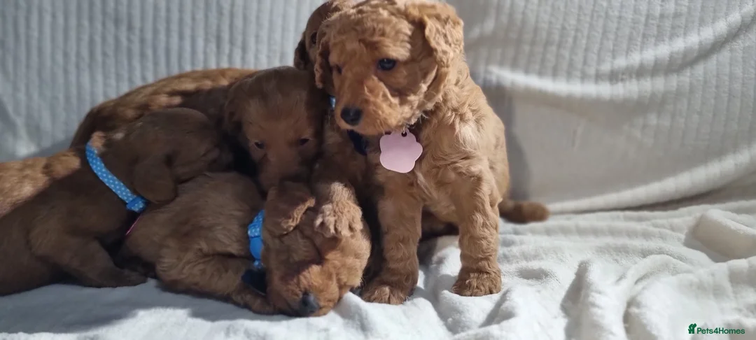 Labradoodle dogs for sale: Labradoodle Fox Red ❤️ Health Check - Advert 12