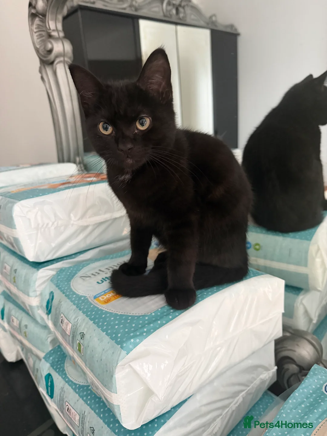 British Shorthair cats for sale: Meet The Best Kitten! - Advert 1