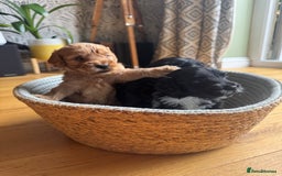 Cockapoo dogs for sale: Last Male fantastic champion line 20 combined  - Image 14