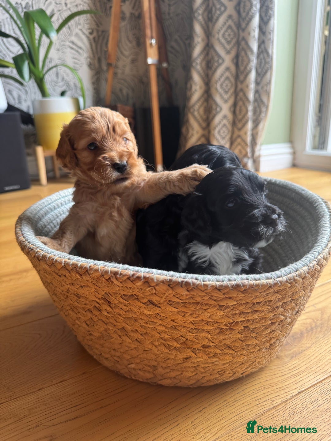 Cockapoo dogs for sale: Last Male fantastic champion line 20 combined  - Image 14