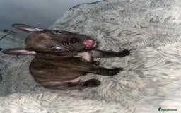 French Bulldog dogs for sale: Brindle & Fawn French Bulldog Puppies - Image 25