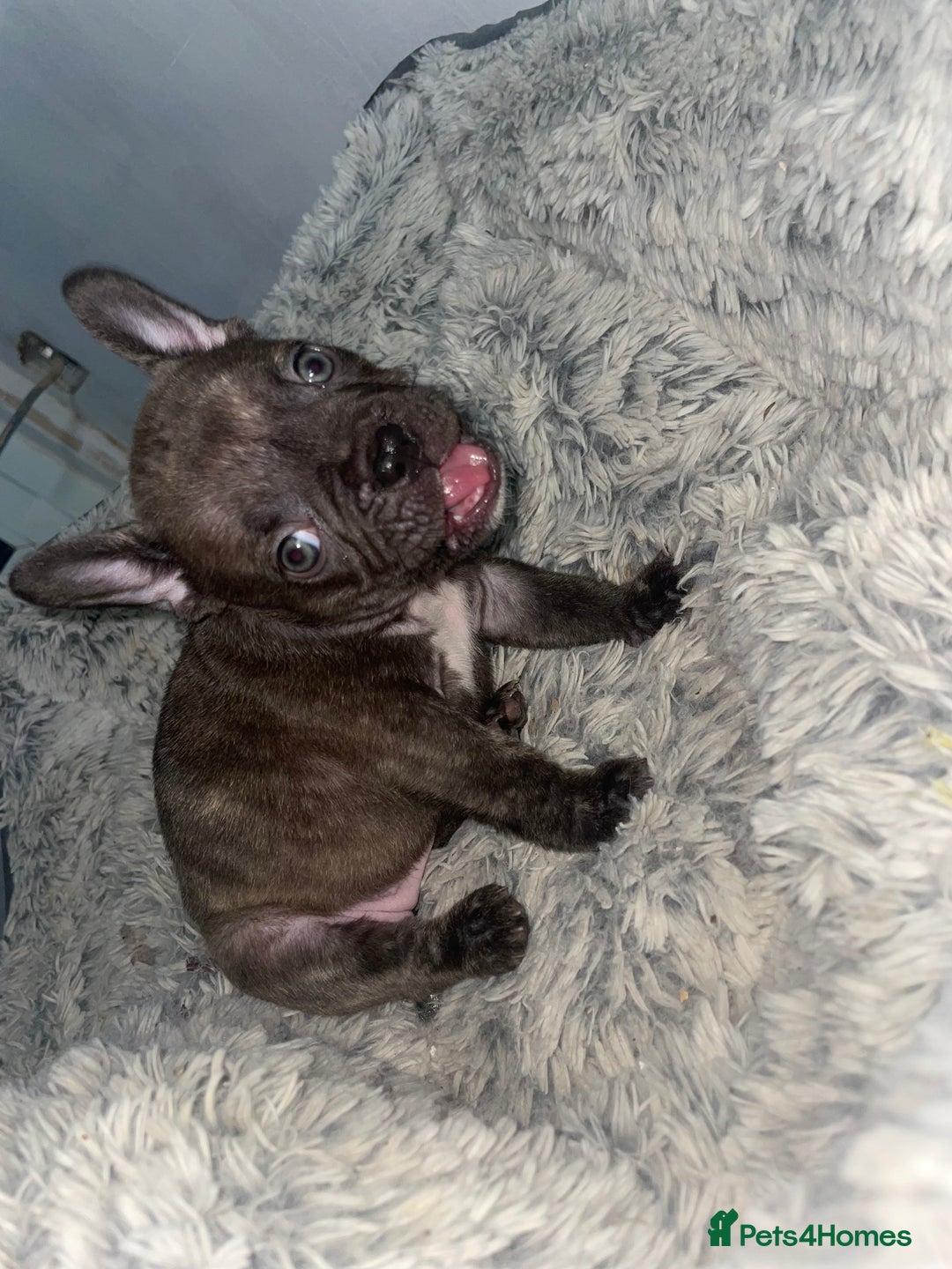 French Bulldog dogs for sale: Brindle & Fawn French Bulldog Puppies - Image 25
