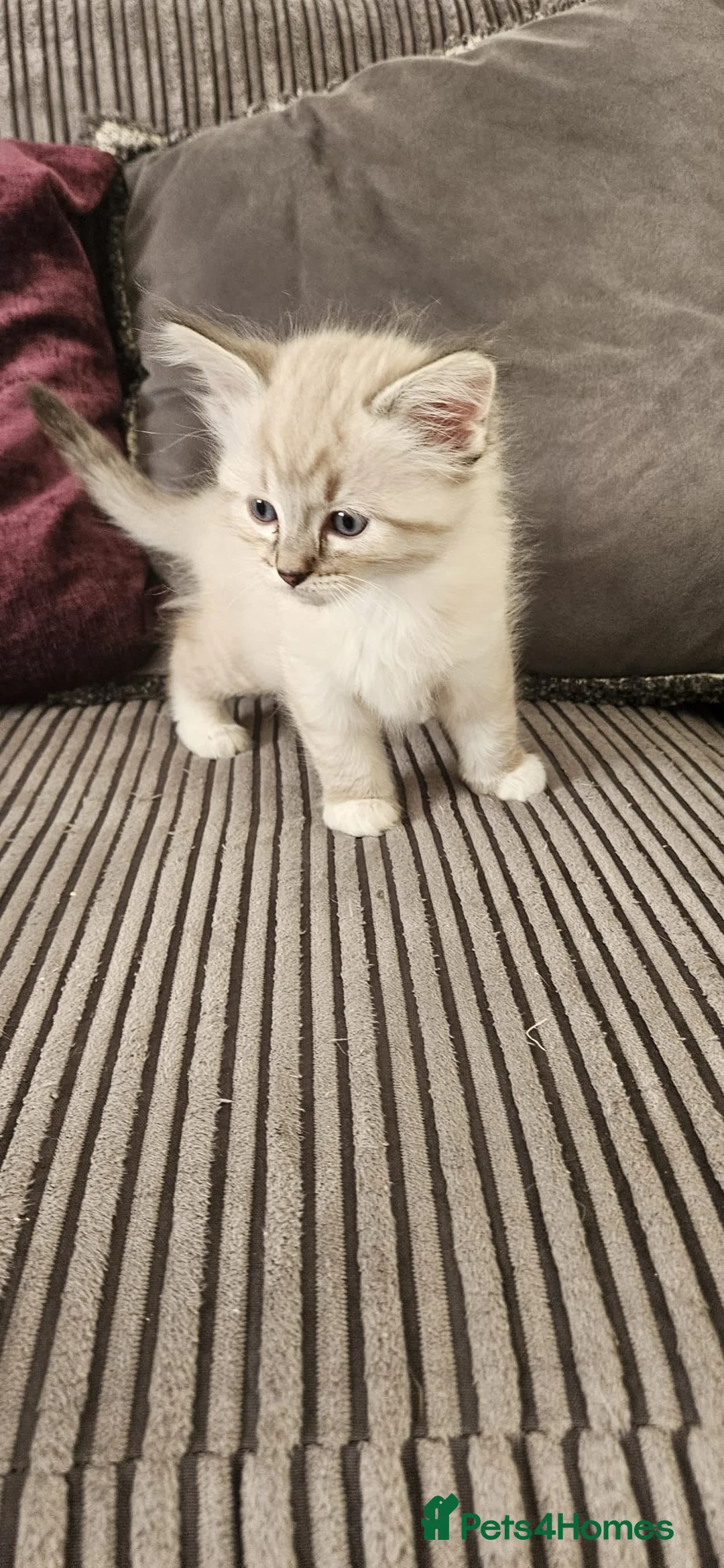 Ragdoll cats for sale: Beautiful Ragdoll kittens looking for new homes - Advert 5