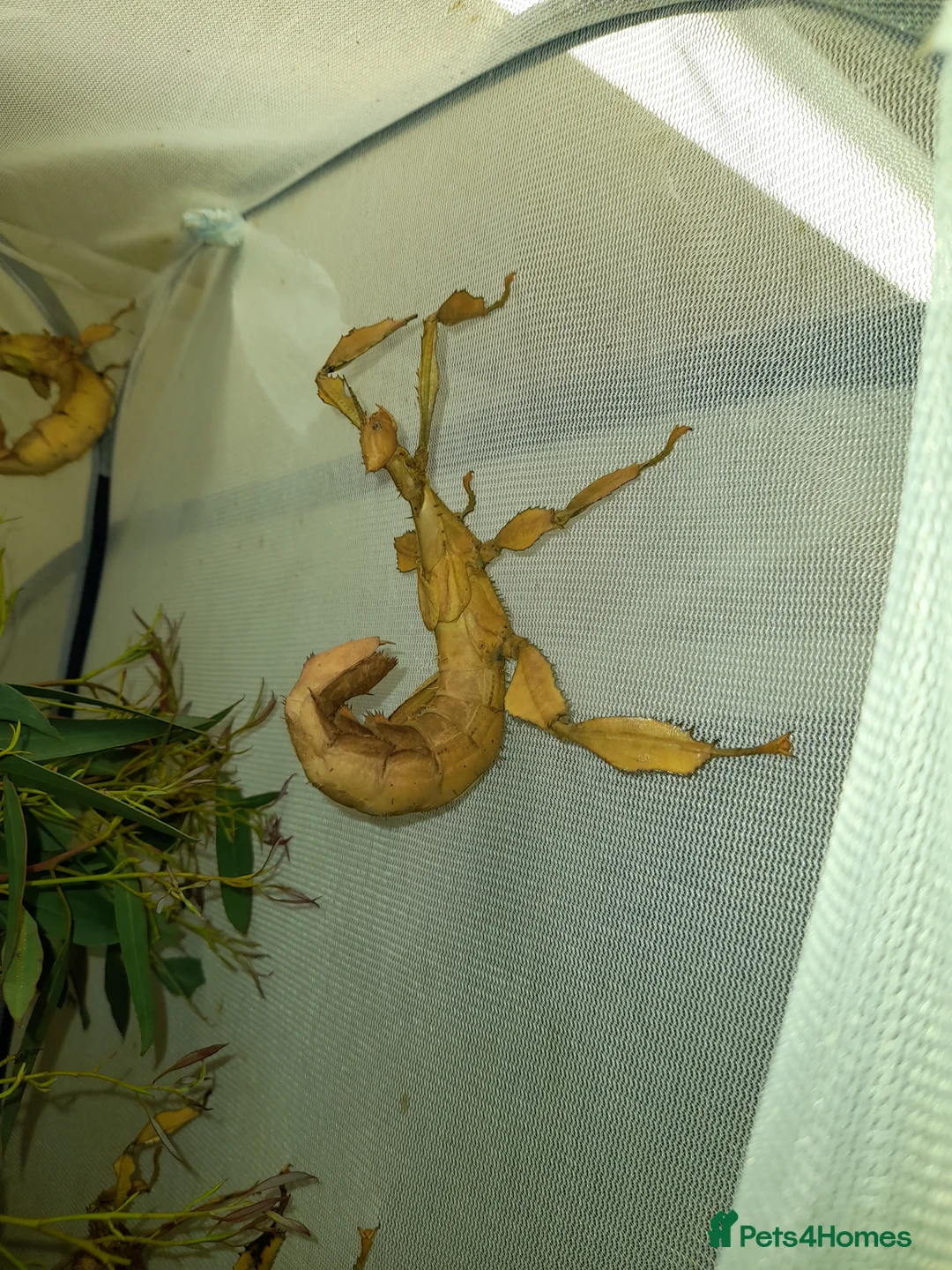 Stick Insects invertebrates for sale: Giant prickly stick insect - Advert 2