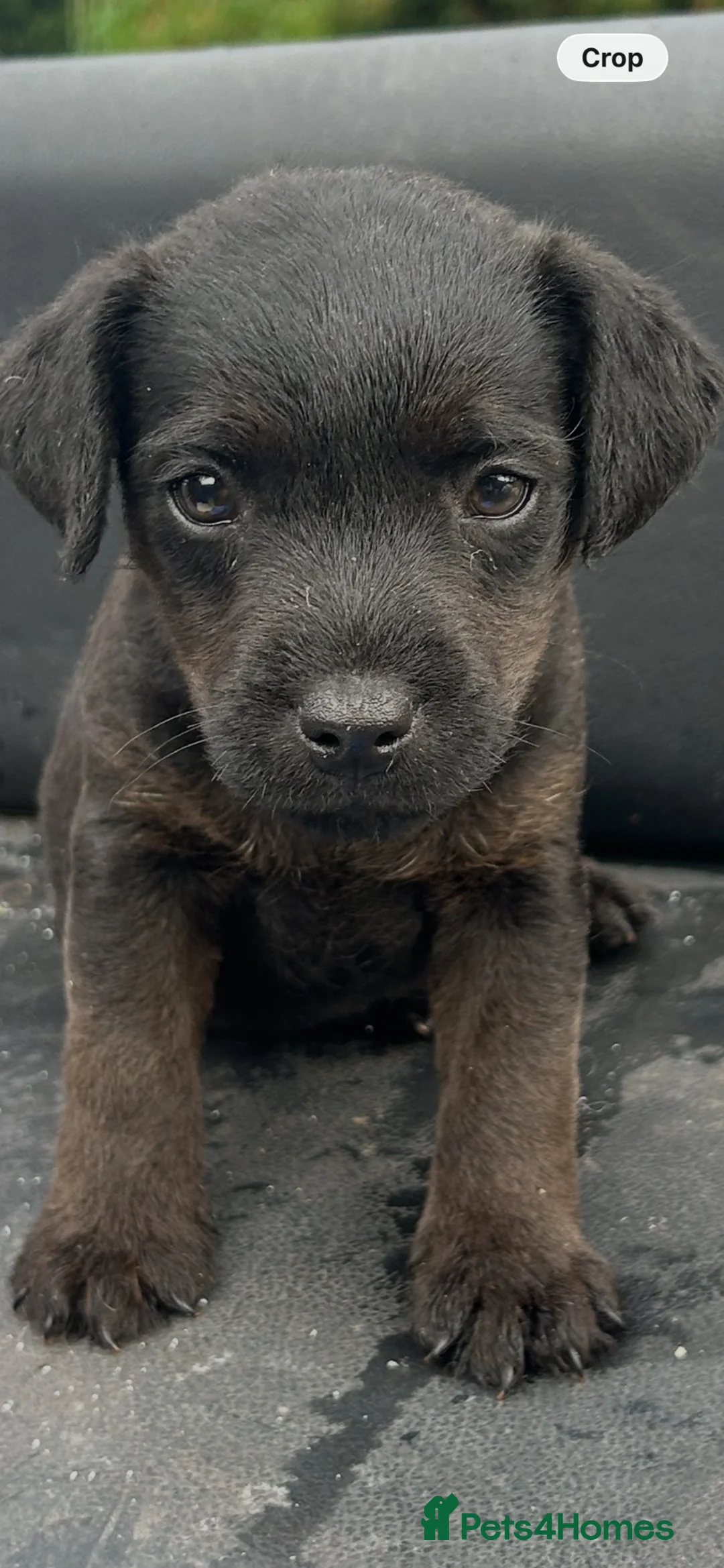 Patterdale Terrier dogs for sale: Patterdale x Lakeland - Advert 2