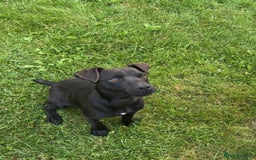 Patterdale Terrier dogs for sale: Female patterdale pup - Image 1