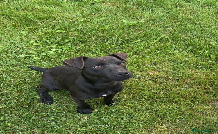 Patterdale Terrier dogs - Advert 6