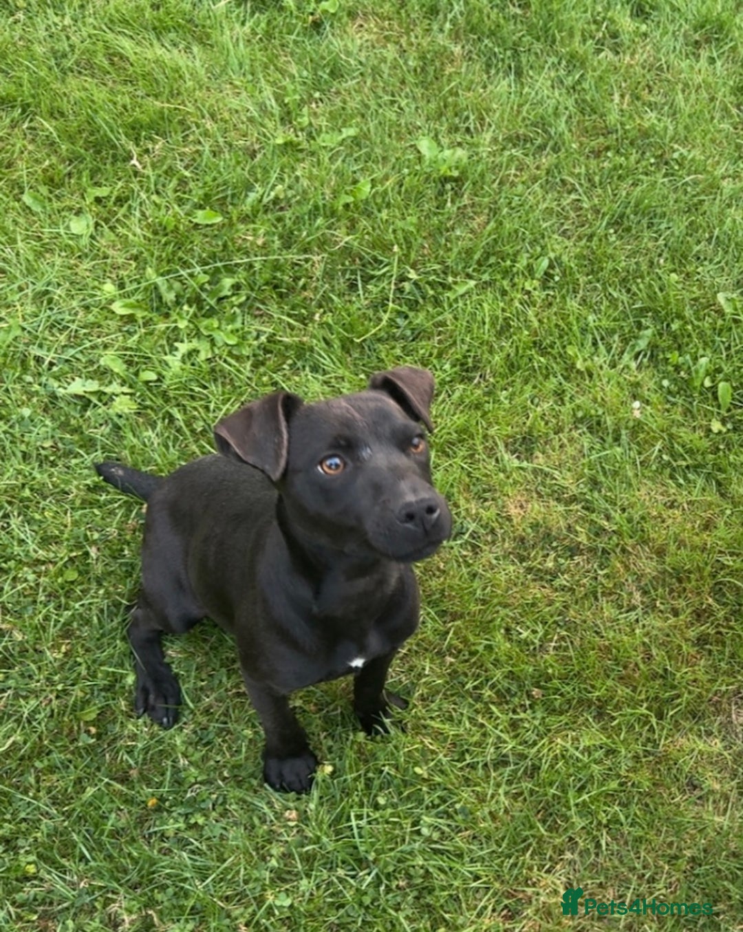Patterdale Terrier dogs for sale: Female patterdale pup - Image 1