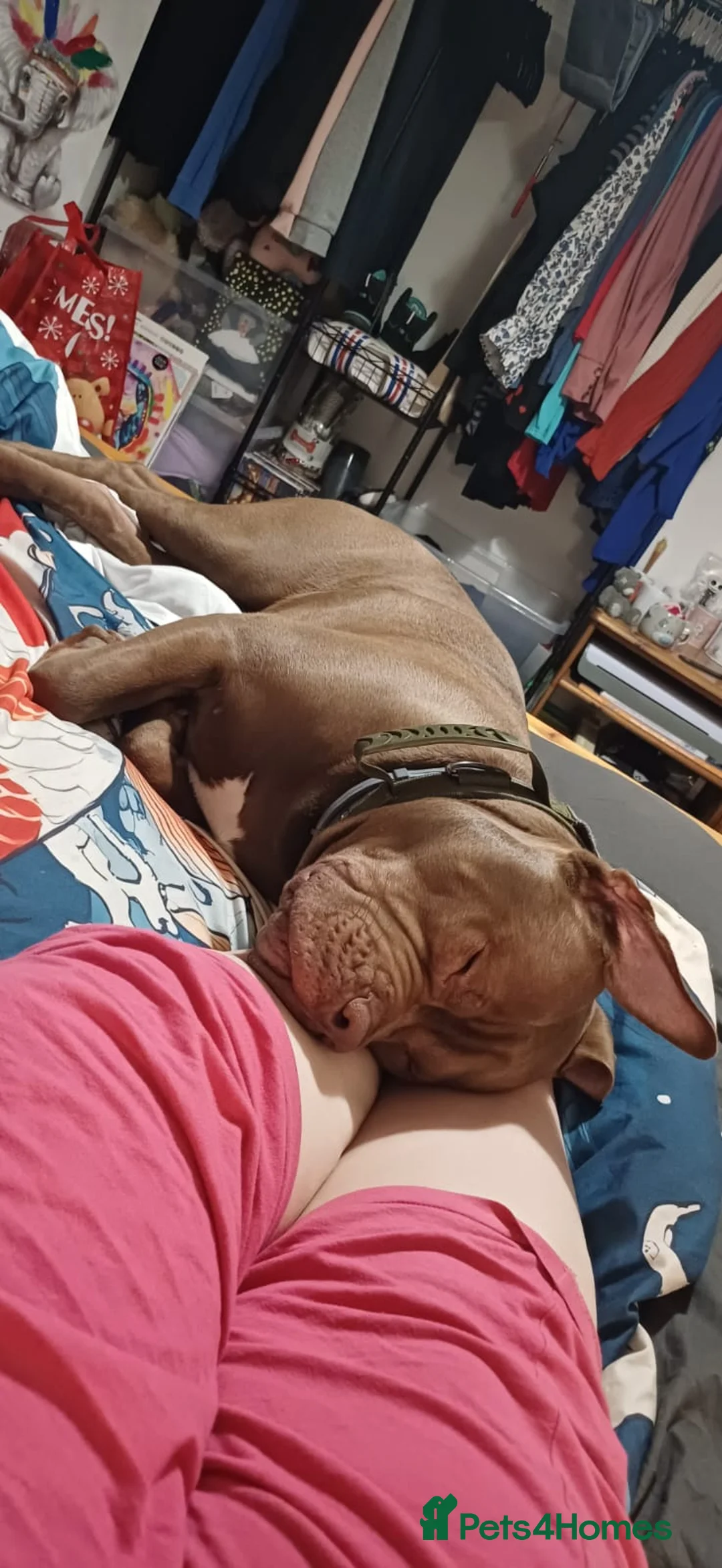 American Bully dogs for sale: 10mnth old Standard x pocket bully for rehoming. in Cambridge - Advert 4