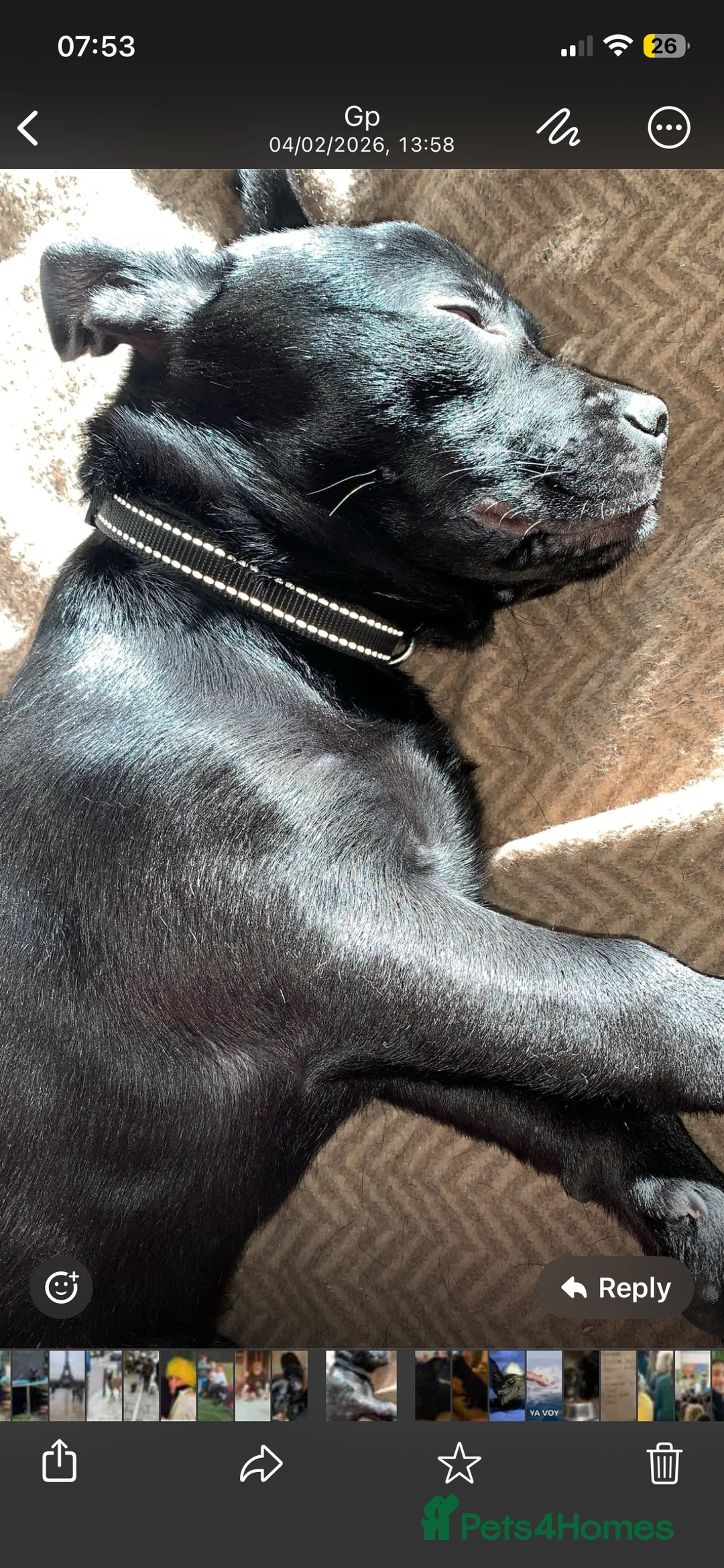 Mixed Breed dogs for sale: Urgent rehome of cuddly French Pom mix - Advert 2