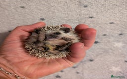 Pygmy Hedgehog rodents for sale: Litter of African pygmy hedgehog  - Image 5