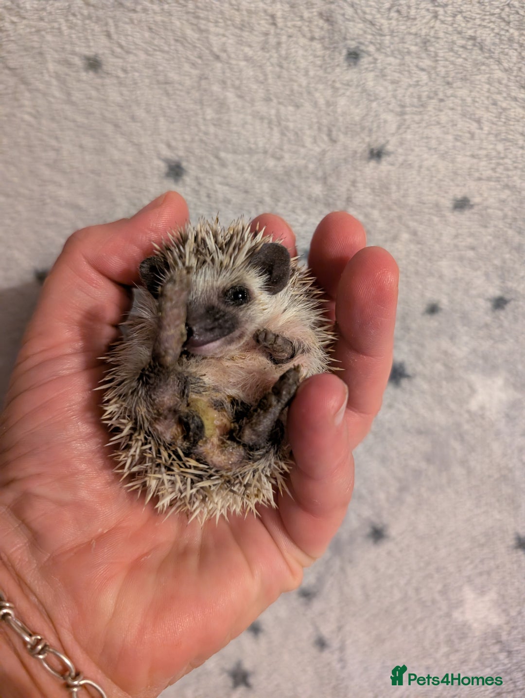 Pygmy Hedgehog rodents for sale: Litter of African pygmy hedgehog  - Image 5