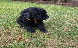 Miniature Poodle dogs for sale: 💌 To Loving Homes Only: - Image 3
