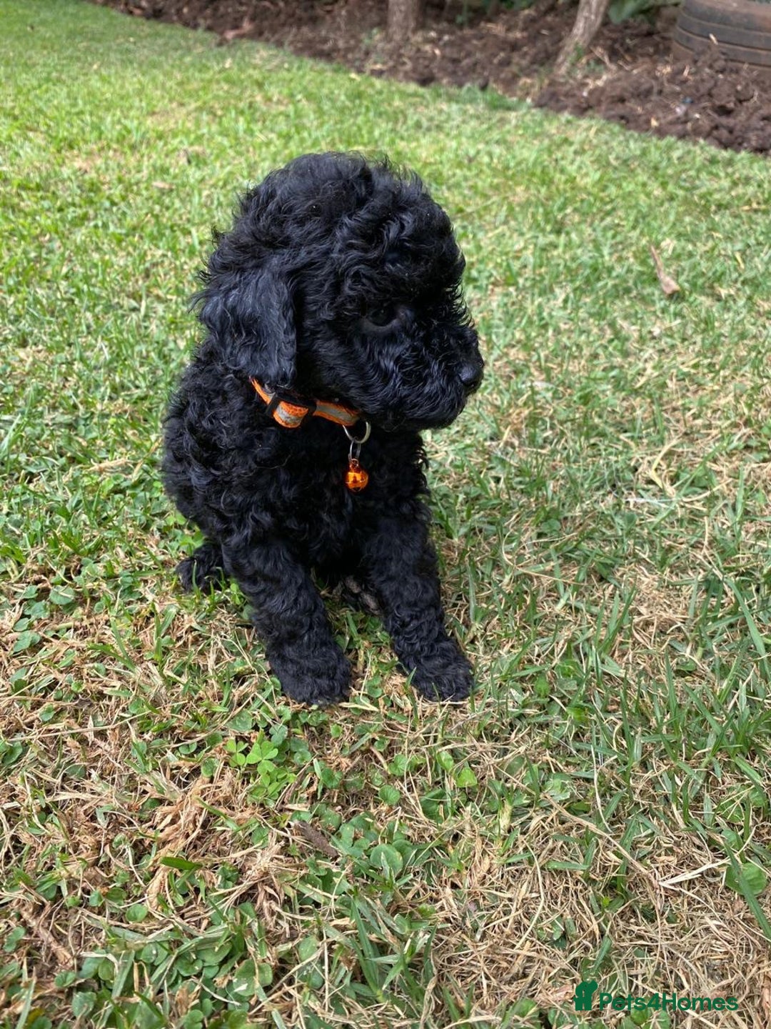 Miniature Poodle dogs for sale: 💌 To Loving Homes Only: - Image 3