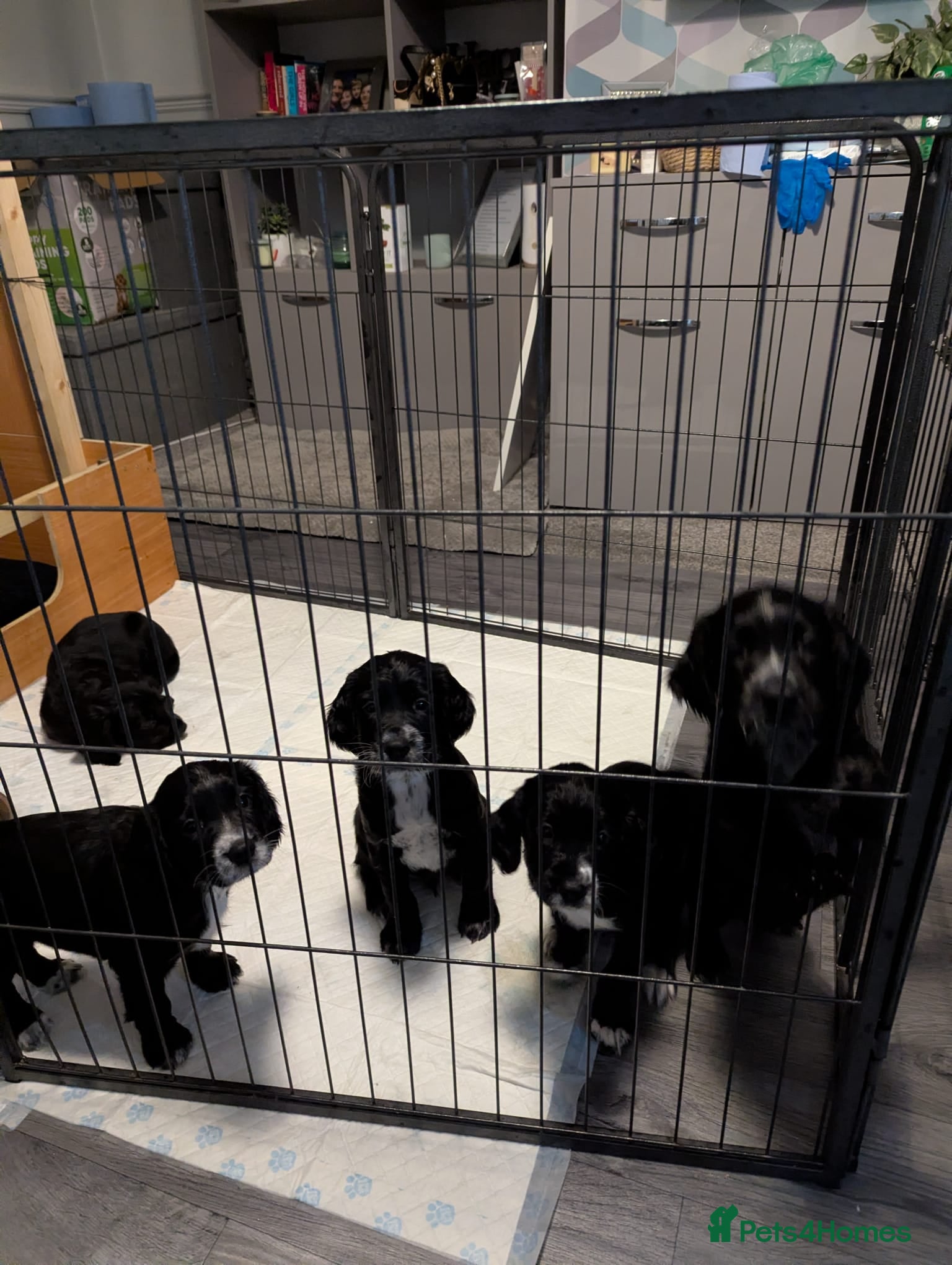 Sprocker dogs Chunky Sprocker Spaniel puppies - Advert 3