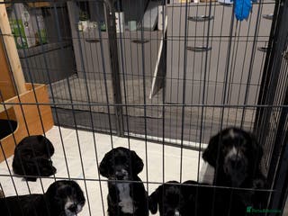 Sprocker dogs Chunky Sprocker Spaniel puppies - Advert 6