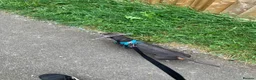 Miniature Dachshund dogs for sale: Teddy  - Advert 5