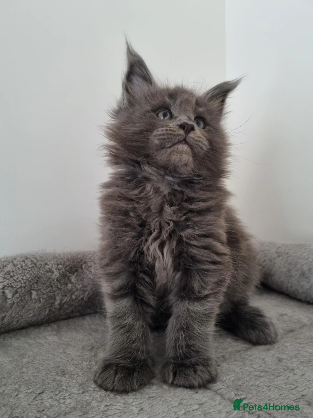 Maine Coon cats for sale: King size Purebred Maine Coon kittens  in Glasgow - Advert 2