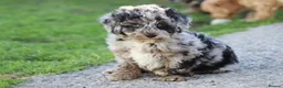 Cavapoochon dogs for sale: Beautiful Cavapoochon puppies for sale - Advert 16