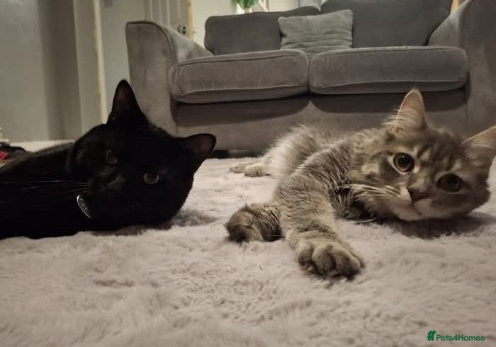 British Longhair cats 2 male cats - Advert 2