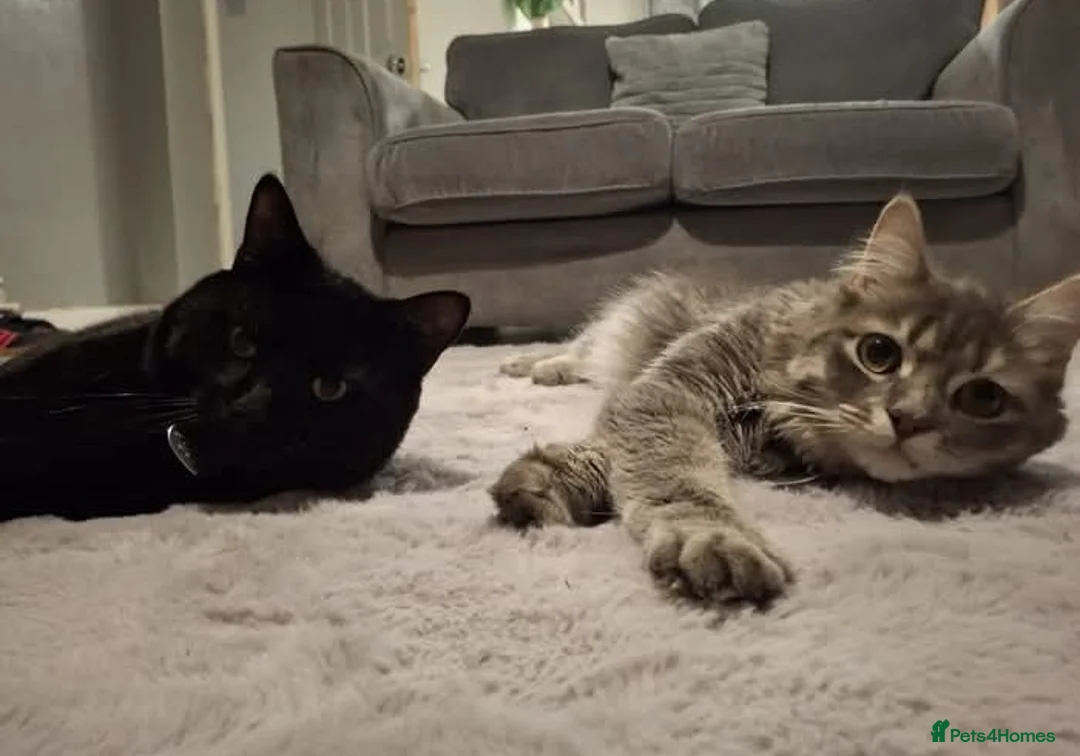 British Longhair cats for sale: 2 male cats in Gravesend - Advert 1
