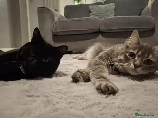 British Longhair cats 2 male cats - Advert 2