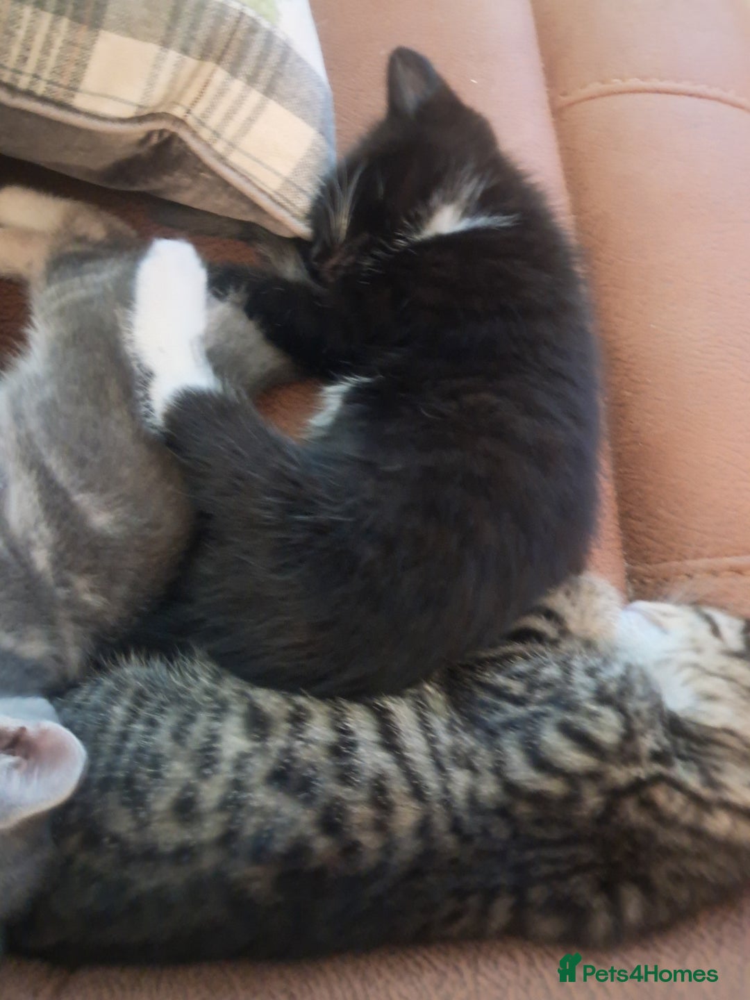 Mixed Breed cats for sale: 3 BEAUTIFUL KITTENS 😸 AVAILABLE  - Advert 24