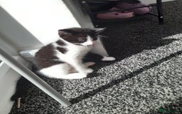 Domestic Shorthair cats for sale: Baby girl kitten  - Image 5