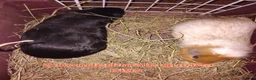 Guinea Pig rodents for sale: Guinea Pigs male and female  - Advert 3