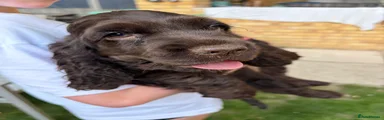 Cocker Spaniel 2