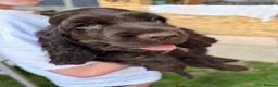 Cocker Spaniel dogs for sale: Rosie's chocolate puppies  in St Albans - Advert 3